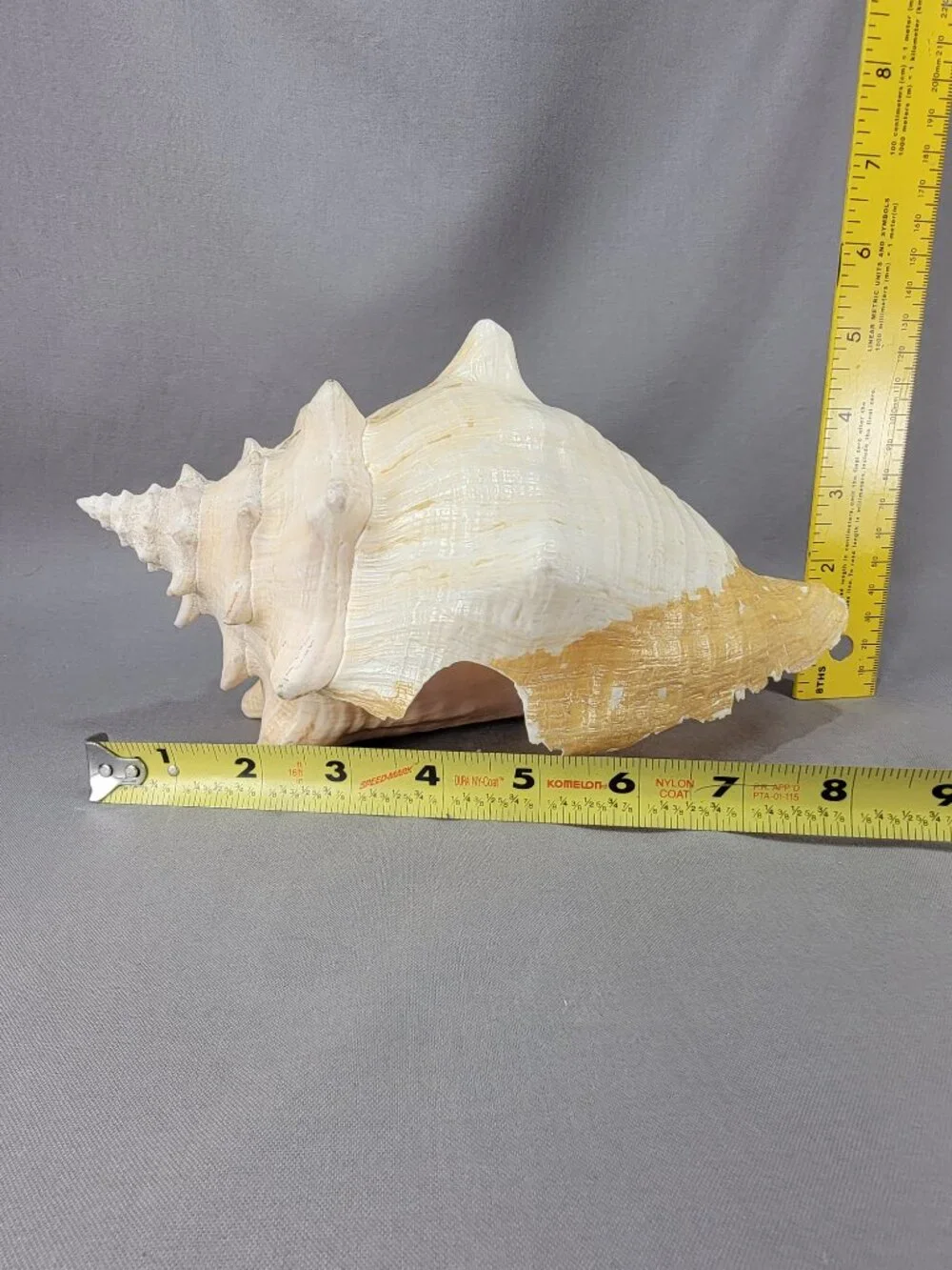 Vtg Natural Conch Seashell Shell Beach Nautical Home Decor Weathered Distressed